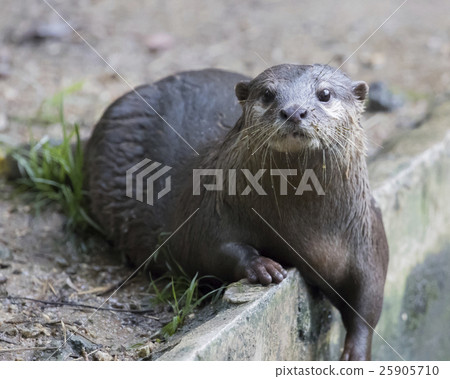 Image of a otter on nature background. Image of a otter on nature background. 25905710