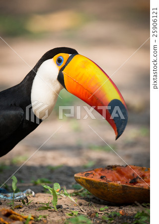 Close-up of toco toucan bending over papaya Close-up of toco toucan bending over papaya 25906121