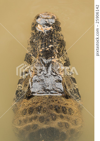 Close-up of yacare caiman head in water 25906142