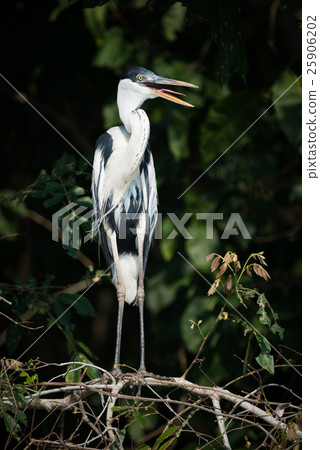 Cocoi heron on branch with open beak 25906202