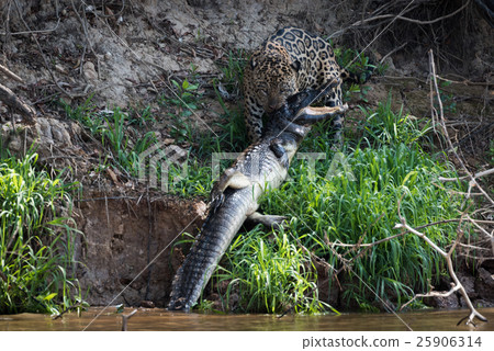 Jaguar hauling yacare caiman out of river 25906314