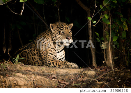 Jaguar lying on earth bank in trees Jaguar lying on earth bank in trees 25906338
