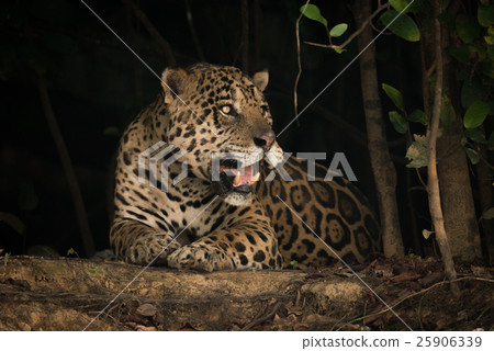 Jaguar lying on earth bank under trees Jaguar lying on earth bank under trees 25906339