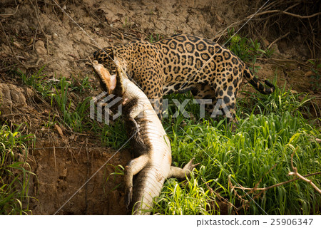 Jaguar pulling yacare caiman along river bank Jaguar pulling yacare caiman along river bank 25906347