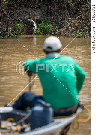Jaguar pulling yacare caiman watched by boatman Jaguar pulling yacare caiman watched by boatman 25906351