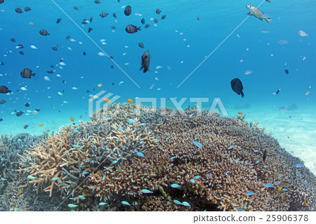 在珊瑚加冠的熱帶魚 在珊瑚加冠的熱帶魚 25906378