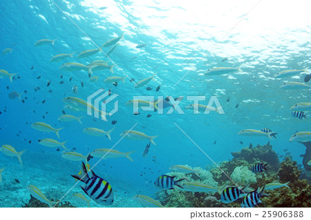 在珊瑚加冠的熱帶魚 在珊瑚加冠的熱帶魚 25906388