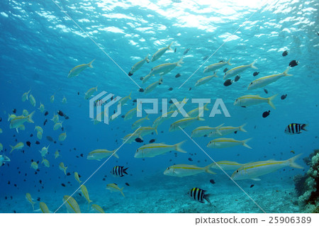 A group of tropical fish A group of tropical fish 25906389
