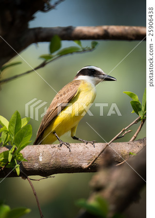 Lesser kiskadee perched on branch in sunshine 25906438