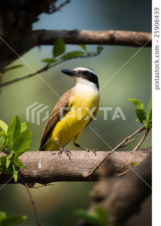 Lesser kiskadee perched on branch turning head 25906439