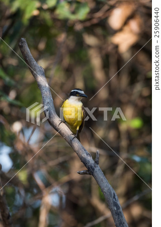 Lesser kiskadee perched on diagonal dead branch Lesser kiskadee perched on diagonal dead branch 25906440