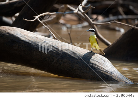 Lesser kiskadee perched on log in river Lesser kiskadee perched on log in river 25906442