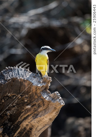 Lesser kiskadee perched on log in sunshine 25906443