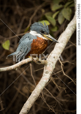 Ringed kingfisher perched on branch facing right 25906466