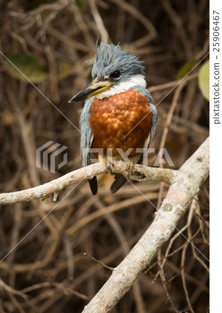 Ringed kingfisher perched on branch turned left 25906467