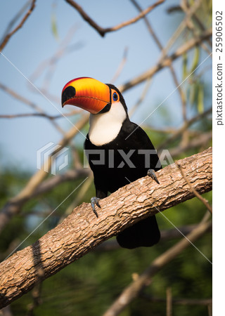 Toco toucan perched on branch in sunshine 25906502
