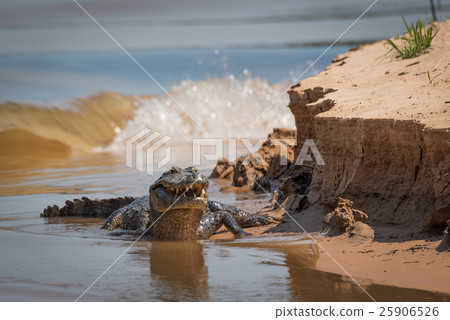 Yacare caiman on river bank with waves 25906526