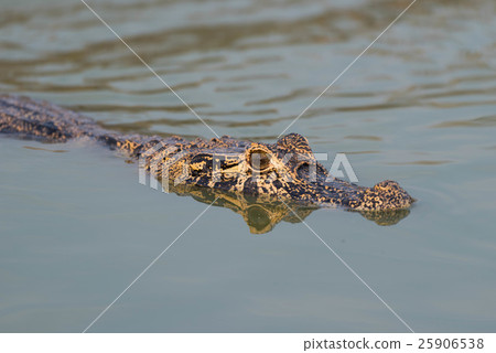 Yacare caiman swimming through calm green water 25906538