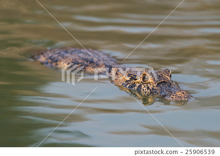 Yacare caiman swimming through green rippled water 25906539