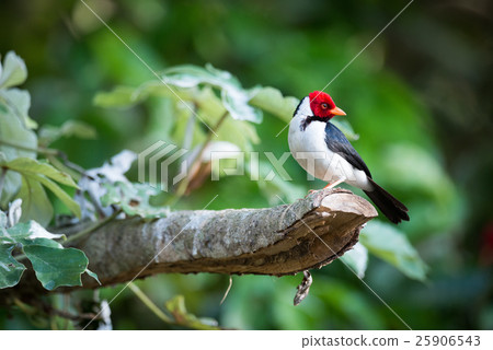 Yellow-billed cardinal on branch with turned head 25906543