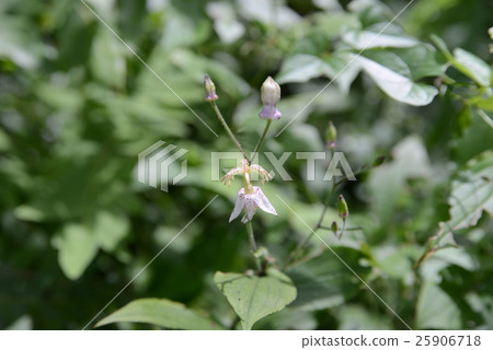 Yama Hototogisu Yama Hototogisu 25906718