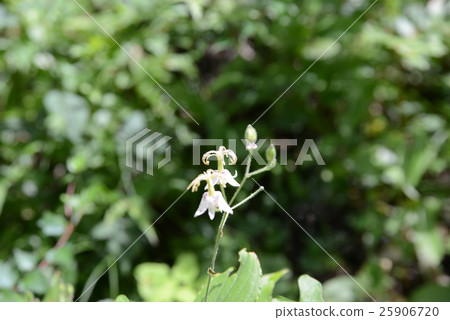 Yama Hototogisu 25906720