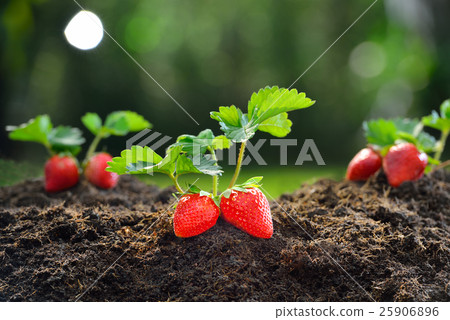 Close-up of the ripe strawberry in the garden 25906896