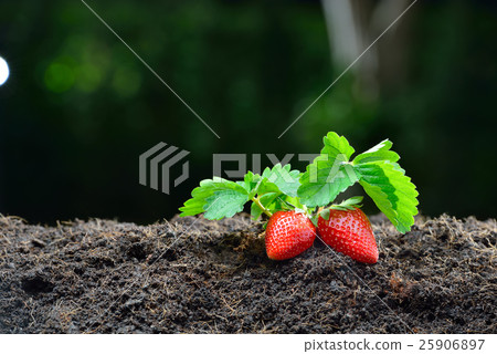 Close-up of the ripe strawberry in the garden 25906897