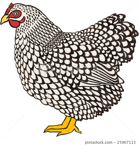 The chicken mottled brimmos The chicken mottled brimmos 25907113