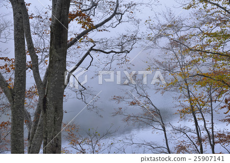 晚秋Chaya池塘 25907141