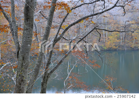 晚秋Chaya池塘 25907142