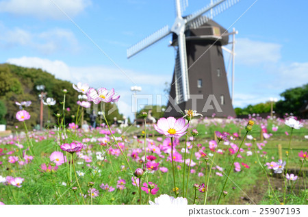 Cosmos field scenery 25907193