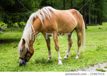 Haflinger horse 25907414