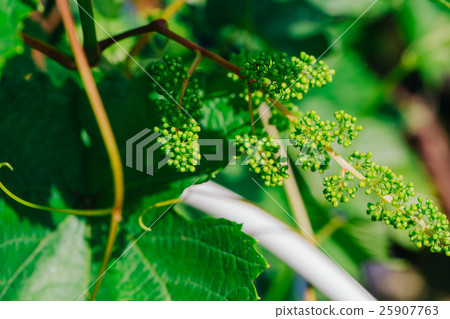 many young clusters of grapes close up many young clusters of grapes close up 25907763