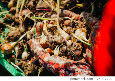 many young tulip onions lie in the hands close-up many young tulip onions lie in the hands close-up 25907790