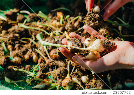 many young tulip onions lie in the hands close-up many young tulip onions lie in the hands close-up 25907792