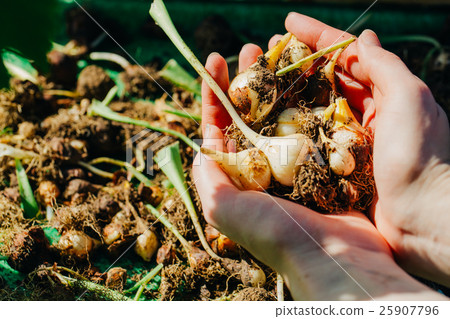 many young tulip onions lie in the hands close-up 25907796