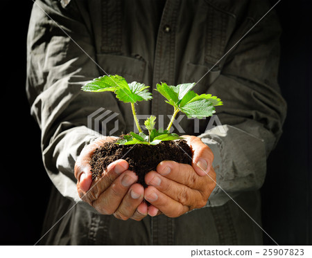 Farmer's hands holding a green young plant 25907823
