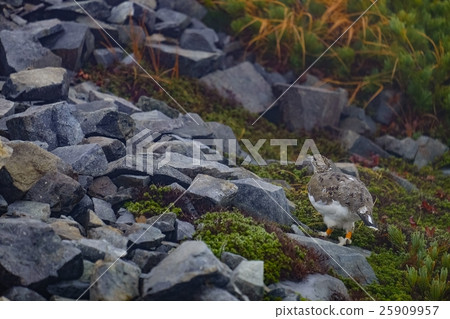 Grouse (11) Grouse (11) 25909957