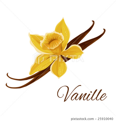 Vanille pod with flower isolated icon 25910040