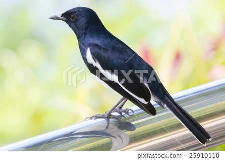Image of a magpie perched on nature background. 25910110