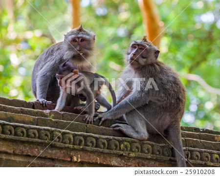 Monkey in forest park in Ubud - Bali Indonesia 25910208