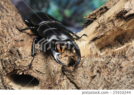 Scorpion beetle Scorpion beetle 25910244