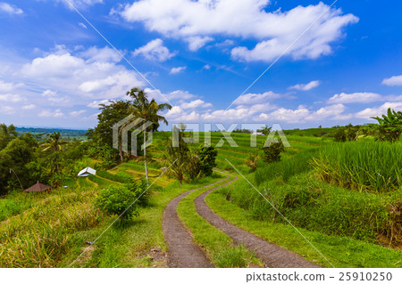 Rice fields - Bali island Indonesia 25910250