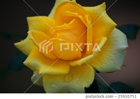 Autumn Rose Yellow Izumi at Recycling Environment Park Autumn Rose Yellow Izumi at Recycling Environment Park 25910751