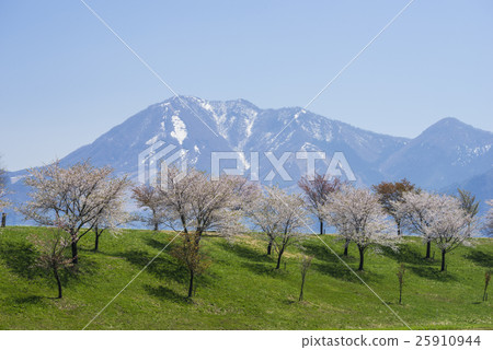在山山市和高山市的櫻花河的櫻花 在山山市和高山市的櫻花河的櫻花 25910944