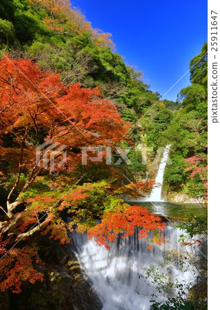 Autumn leaves of Fuji waterfall 25911647