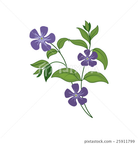 Periwinkle Wild Flower Hand Drawn Detailed 25911799