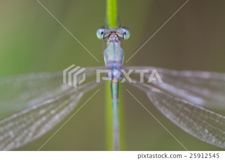 Stock Photo: lestes temporalis, compound eyes, insects