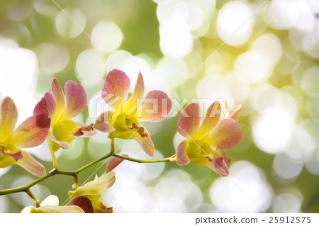 orchids bouquet of flowers 25912575
